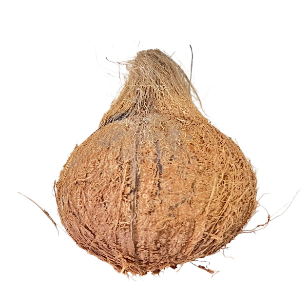 Coconut Fresh whole