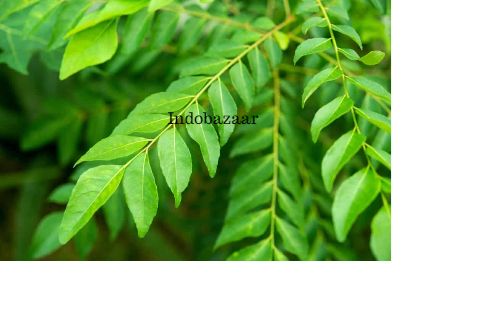 Curry Leaves Dry Curry  Patta 15g pkt